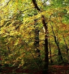 Nowy produkt: Hydroksypropylotetrahydropiran triol (rozpuszczalny w oleju)